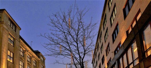 Vinterlys i trærne er kommunens invitasjon til folk om å bruke Kvadraturen