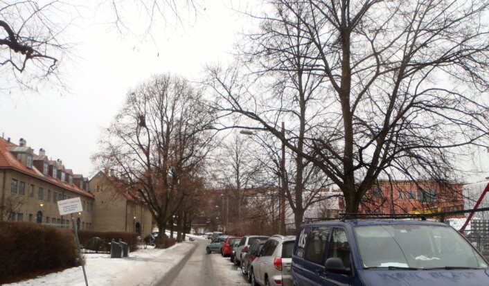 Alléen i Haralds vei har stått siden 50-tallet og laget en grønn ramme om skolegården på sommeren. Nå har de fleste trærne på bilsiden blitt hugget ned for å gi plass til et fortau. Med fortauet forsvinner også gateparkeringen. Foto: Anders Høilund Alléen i Haralds vei har stått siden 50-tallet og laget en grønn ramme om skolegården på sommeren. Nå har de fleste trærne på bilsiden blitt hugget ned for å gi plass til et fortau. Med fortauet forsvinner også gateparkeringen. Foto: Anders Høilund