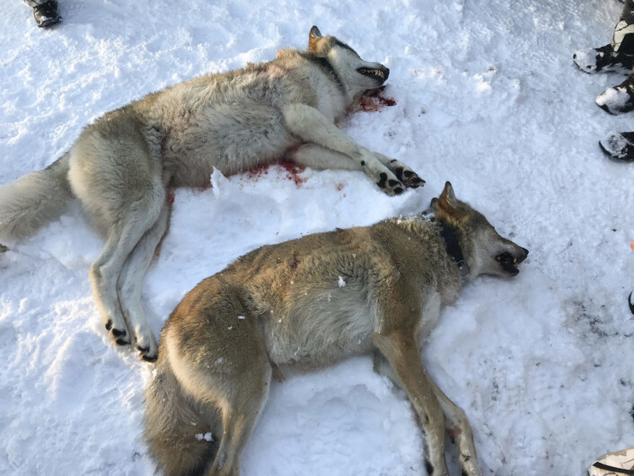 Den omstridte ulvejakten på Slettås-flokken i Trysil startet første nyttårsdag med at to ulver ble skutt få timer etter at jakten startet klokken 10. Foto: Ole Martin Norderhaug / NTB scanpix Den omstridte ulvejakten på Slettås-flokken i Trysil startet første nyttårsdag med at to ulver ble skutt få timer etter at jakten startet klokken 10. Foto: Ole Martin Norderhaug / NTB scanpix