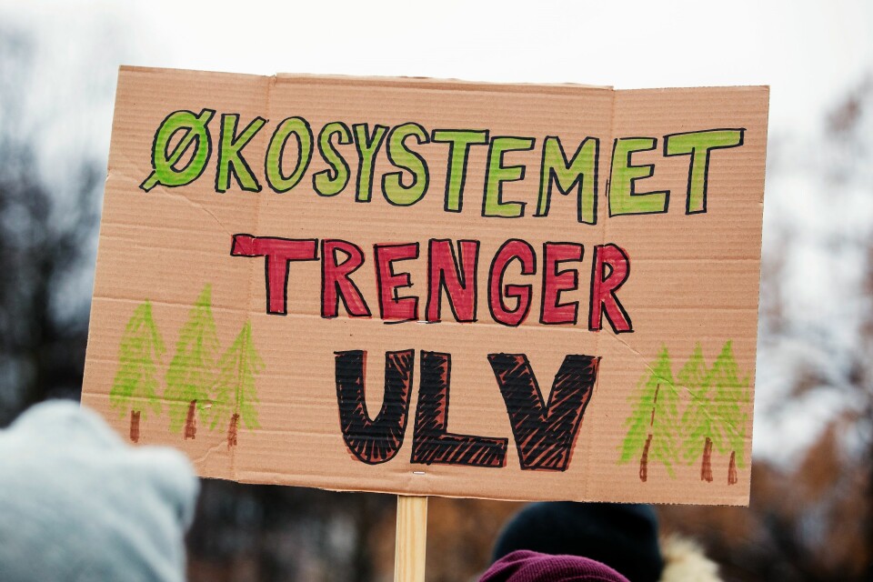 Dyrerettighetsorganisasjonen NOAH arrangerer demonstrasjon mot felling av ulv. Arrangementet holdes på Eidsvolls plass foran Stortinget i Oslo lørdag ettermiddag. Foto: Håkon Mosvold Larsen / NTB scanpix