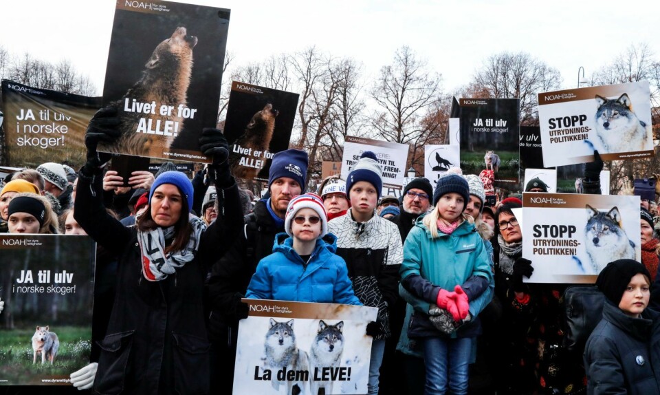 Mange møtte opp foran Stortinget for å demonstrere for å bevare ulv og andre rovdyr i Norge lørdag. Foto: Heiko Junge / NTB scanpix