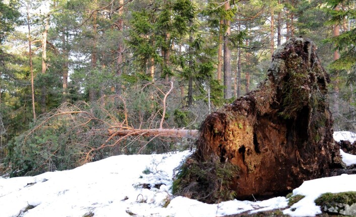 Vær og vind setter sitt preg på skogen. Her har en furu blitt veltet overende. Foto: Katja Johanne Pihl Vær og vind setter sitt preg på skogen. Her har en furu blitt veltet overende. Foto: Katja Johanne Pihl
