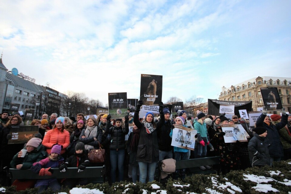 Det var ikke bare foran Stortinget i Oslo det ble arrangert demonstrasjon for ulven. Fem andre steder i landet hadde også marekringer til støtte for ulv i norsk fauna. Foto: André Kjernsli