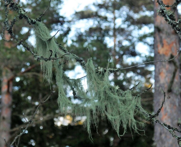 Kunne det være det uhyre sjeldne hulderstry vi fanget på kamera? I Østmarka?! Foto: Katja Johanne Pihl Kunne det være det uhyre sjeldne hulderstry vi fanget på kamera? I Østmarka?! Foto: Katja Johanne Pihl