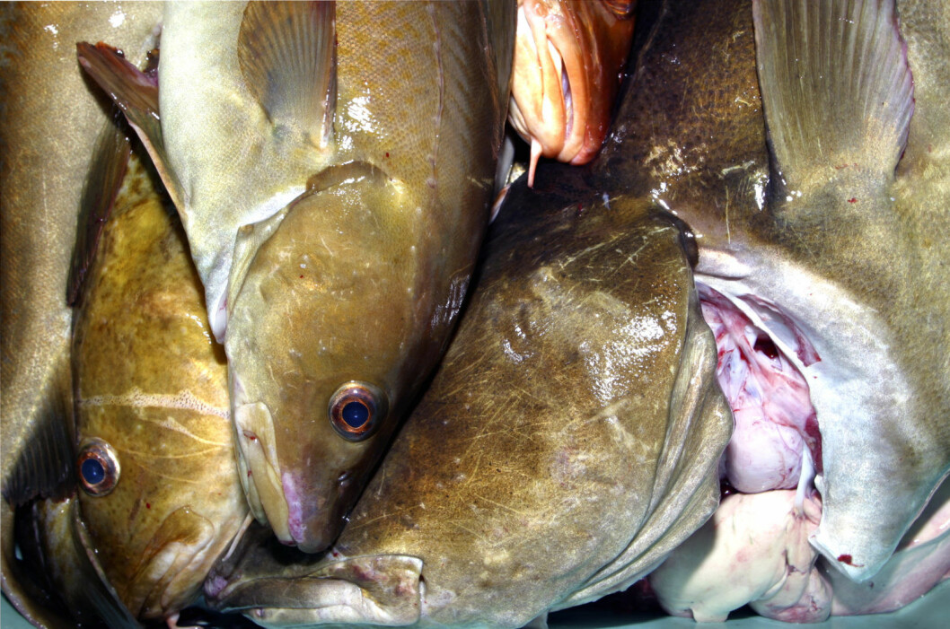 � En sannsynlig forklaring er at fisken har blitt drept av oksygenfattig vann, mener NIVA. Foto: NTB / scanpix