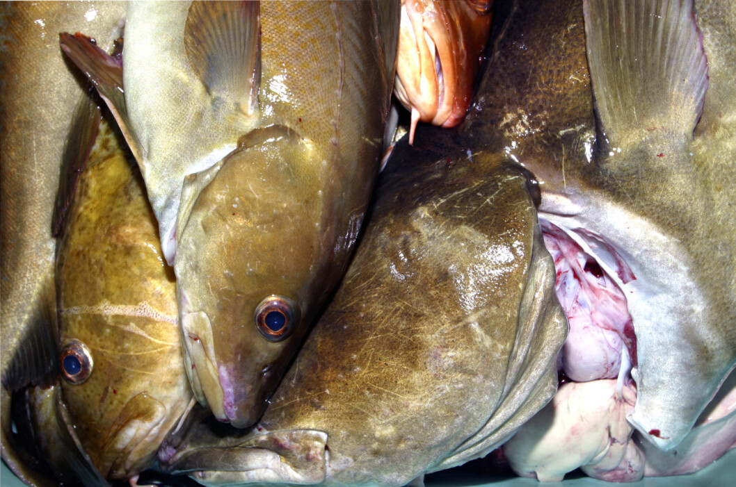 � En sannsynlig forklaring er at fisken har blitt drept av oksygenfattig vann, mener NIVA. Foto: NTB / scanpix � En sannsynlig forklaring er at fisken har blitt drept av oksygenfattig vann, mener NIVA. Foto: NTB / scanpix