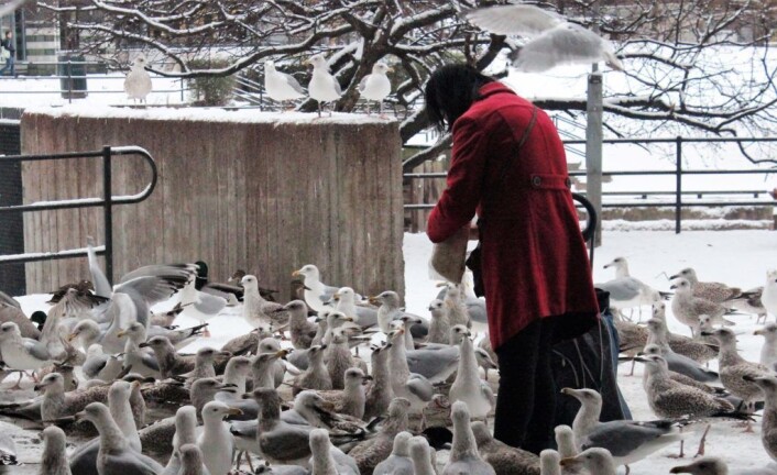 Foring av fugler har ført til at store flokker av måker, duer og ender lager et uhygienisk miljø. Foto: André Kjernsli Foring av fugler har ført til at store flokker av måker, duer og ender lager et uhygienisk miljø. Foto: André Kjernsli