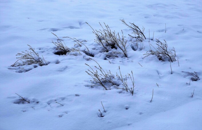 Her lette vi etter tranebær til vi ble ganske kalde på fingrene.. Foto: Katja Johanne Pihl Her lette vi etter tranebær til vi ble ganske kalde på fingrene.. Foto: Katja Johanne Pihl