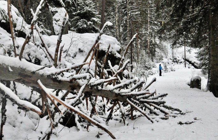 Det er verre å tolke disse sporene. Her er vi nok nødt til å se skiløperen for å tolke humør. Men vi kan se forskjell på brede turski med stålkant og tynne racerski. Det er enda noe. Foto: Katja Johanne Pihl Det er verre å tolke disse sporene. Her er vi nok nødt til å se skiløperen for å tolke humør. Men vi kan se forskjell på brede turski med stålkant og tynne racerski. Det er enda noe. Foto: Katja Johanne Pihl