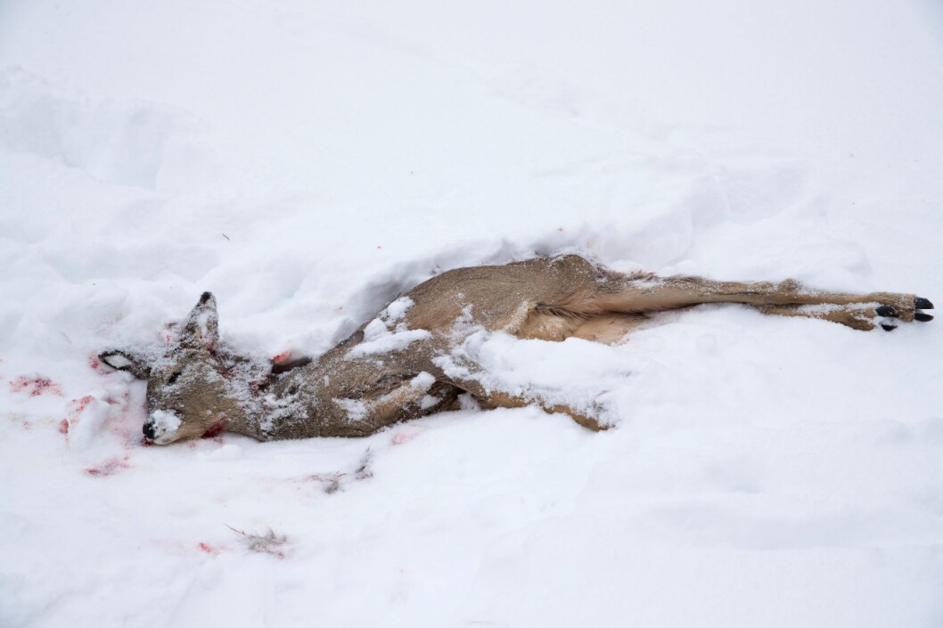 En rådyrbukk ligger død i snøen. Dette rådyret ble tatt av en rev. Foto: Terje Bendiksby / NTB scanpix En rådyrbukk ligger død i snøen. Dette rådyret ble tatt av en rev. Foto: Terje Bendiksby / NTB scanpix