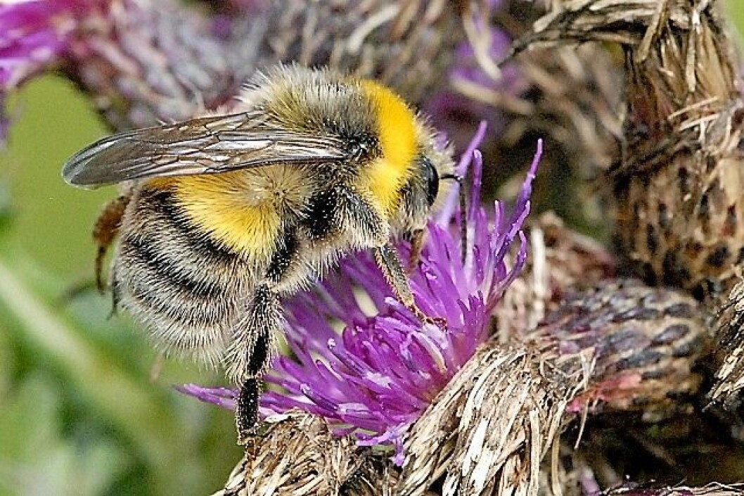 For å hindre tap av biologisk mangfold, bør Oslo kommune se på hvordan vi kan restaurere og styrke den opprinnelige naturen, mener skribentene. Foto: James K. Lindsey / Wikimedia Commons For å hindre tap av biologisk mangfold, bør Oslo kommune se på hvordan vi kan restaurere og styrke den opprinnelige naturen, mener skribentene. Foto: James K. Lindsey / Wikimedia Commons