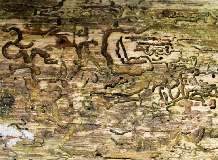 Vi sa at grana lever også etter sin død, og her er et bevis på det. «Noen har skrevet på treet!» ropte Mika. Det er nok heller granbarkbillen som har danset sin boogie og skapt hieroglyfer ingen av oss helt kan tyde. En granbarkbille lever sitt liv bokstavelig talt mellom barken og veden på et dødt grantre. Den kommer bare ut i friluft i noen timer av sitt liv, da for å utøve kurtiseringens kunst. Foto: Katja Johanne Pihl Vi sa at grana lever også etter sin død, og her er et bevis på det. «Noen har skrevet på treet!» ropte Mika. Det er nok heller granbarkbillen som har danset sin boogie og skapt hieroglyfer ingen av oss helt kan tyde. En granbarkbille lever sitt liv bokstavelig talt mellom barken og veden på et dødt grantre. Den kommer bare ut i friluft i noen timer av sitt liv, da for å utøve kurtiseringens kunst. Foto: Katja Johanne Pihl