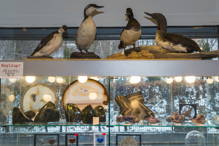 Utstoppede fugler hekker på øverste hylle i Naturens mangfold-butikken. Foto: Morten Lauveng Jørgensen Utstoppede fugler hekker på øverste hylle i Naturens mangfold-butikken. Foto: Morten Lauveng Jørgensen
