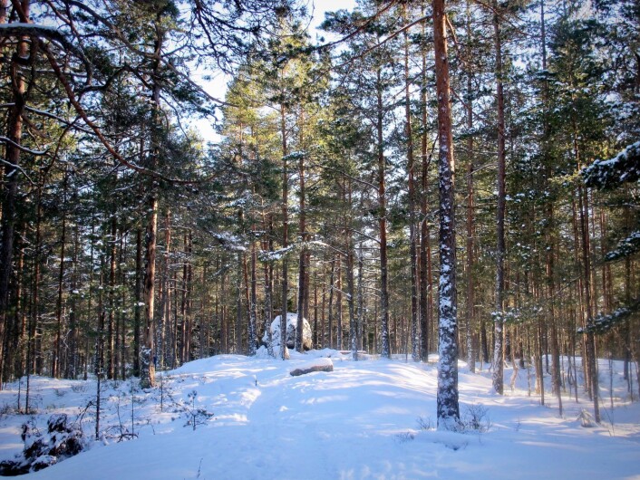 Vandreblokk på furukolle. Et vanlig syn i marka. Foto: Katja Johanne Pihl Vandreblokk på furukolle. Et vanlig syn i marka. Foto: Katja Johanne Pihl