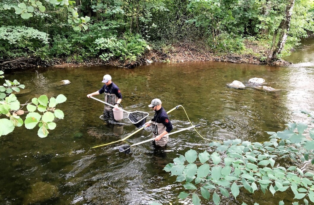 Forskere fra NIVA fisker med el-apparat i Akerselva. Foto: NIVA Forskere fra NIVA fisker med el-apparat i Akerselva. Foto: NIVA