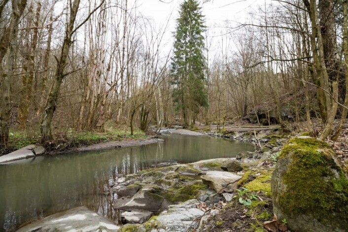 Det er idyllisk langs Alna, men stadige giftutslipp tærer på dyrelivet i og rundt elva. Foto: Kristijan Velkovski Det er idyllisk langs Alna, men stadige giftutslipp tærer på dyrelivet i og rundt elva. Foto: Kristijan Velkovski