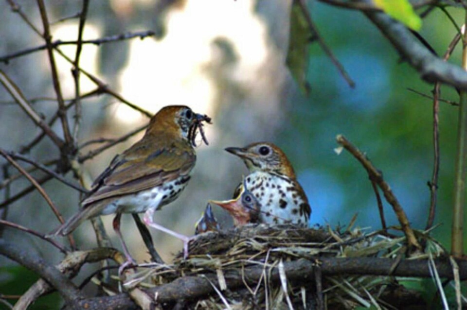 På våren er fuglene spesielt utsatte. Her er måltrostmor og -far i gang med matingen. Foto: Pixnio
