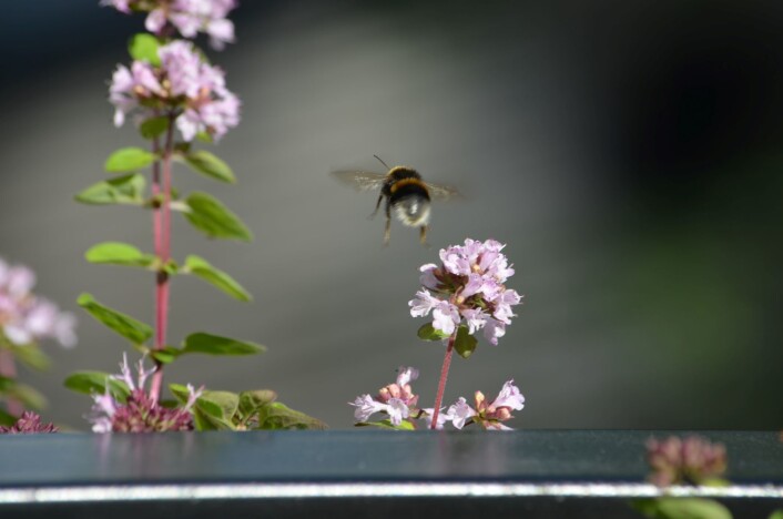 Humlene overlever lettere hvis de har rikelig med mat tilgjengelig. Derfor hjelper det å plante blomster på balkongen. Foto: Heidi Sørensen Humlene overlever lettere hvis de har rikelig med mat tilgjengelig. Derfor hjelper det å plante blomster på balkongen. Foto: Heidi Sørensen