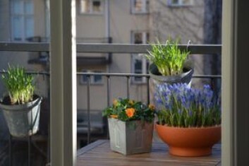 Om våren liker humlene krokus. Humlesnadder på sommeren kan være forglemmegei, solhatt, ridderspore, lavendel og krydderurtene timian, mynte og oregano. Foto: Heidi Sørensen Om våren liker humlene krokus. Humlesnadder på sommeren kan være forglemmegei, solhatt, ridderspore, lavendel og krydderurtene timian, mynte og oregano. Foto: Heidi Sørensen