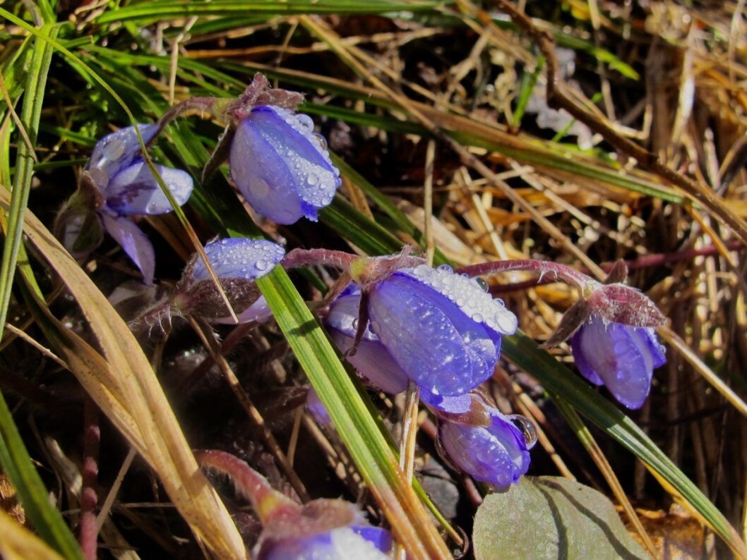 Blåveisen i Hauktjern friluftsområde frøs på tærne. Foto: Søstrene Pihl Blåveisen i Hauktjern friluftsområde frøs på tærne. Foto: Søstrene Pihl