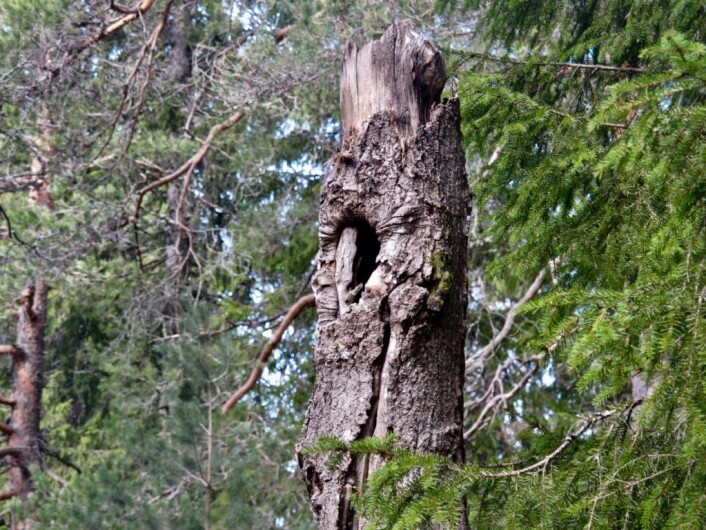 Her bor det noen som ikke behøver å bekymre seg for å bli forflyttet. Foto: Søstrene Pihl Her bor det noen som ikke behøver å bekymre seg for å bli forflyttet. Foto: Søstrene Pihl
