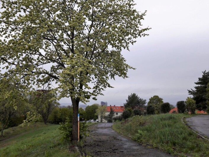 Stolpene blir gjerne satt ut på stedet med god utsikt. Foto: Anders Høilund Stolpene blir gjerne satt ut på stedet med god utsikt. Foto: Anders Høilund