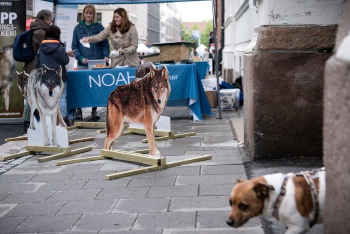 Kanskje følte hunden seg litt underlegen da den oppdaget NOAHs ulveflokk i Dronningens gate. Foto: Bjørnar Morønning Kanskje følte hunden seg litt underlegen da den oppdaget NOAHs ulveflokk i Dronningens gate. Foto: Bjørnar Morønning