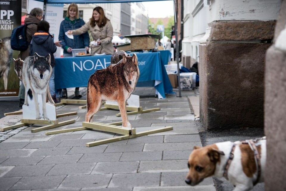 Kanskje følte hunden seg litt underlegen da den oppdaget NOAHs ulveflokk i Dronningens gate. Foto: Bjørnar Morønning