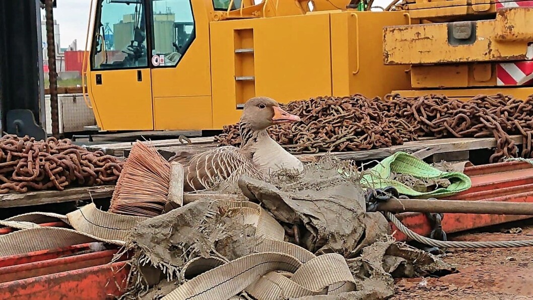 Grågåsa har valgt uvanlige redematerialer. En løftestropp, et kosteskaft, noen filler og litt jernskrap, og vips du har et rede. Foto: Anders Wennevold Grågåsa har valgt uvanlige redematerialer. En løftestropp, et kosteskaft, noen filler og litt jernskrap, og vips du har et rede. Foto: Anders Wennevold