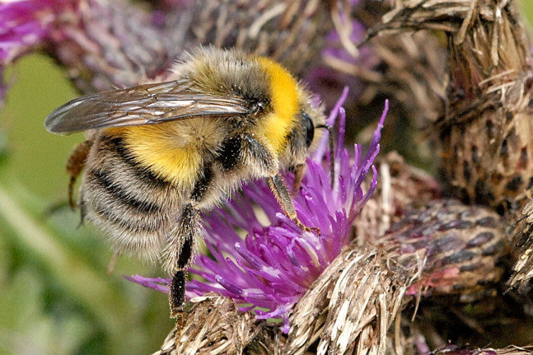 Kløverhumla er en av artene som står i fare for å utryddes. Foto: James K. Lindsey / Wikipedia Kløverhumla er en av artene som står i fare for å utryddes. Foto: James K. Lindsey / Wikipedia