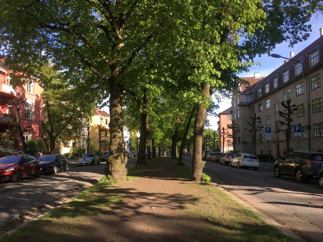 Langs denne alléen er det nå bestemt at det skal bygges sykkelvei på begge sider av gaten. Foto: Ingalill Sandal Langs denne alléen er det nå bestemt at det skal bygges sykkelvei på begge sider av gaten. Foto: Ingalill Sandal