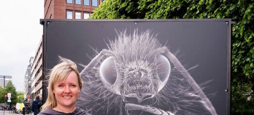 Lyst til å se insekter i menneskestørrelse? På Rådhusplassen kan du møte insektene ansikt til ansikt