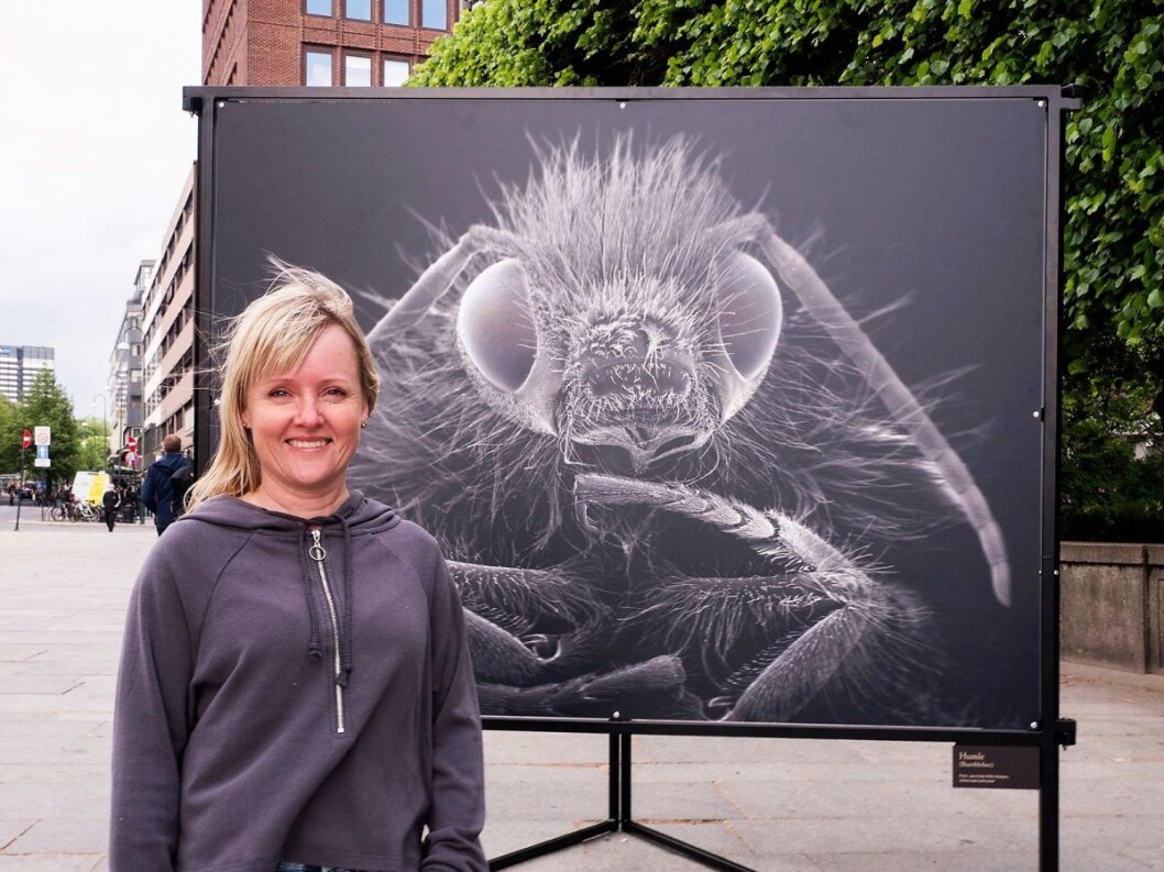 Forsker Jannicke-Wiik-Nielsen ønsker at vi skal få et nærmere forhold til de små dyrene som vi mennesker er helt avhengige av for å overleve. Foto: Jo Straube Forsker Jannicke-Wiik-Nielsen ønsker at vi skal få et nærmere forhold til de små dyrene som vi mennesker er helt avhengige av for å overleve. Foto: Jo Straube