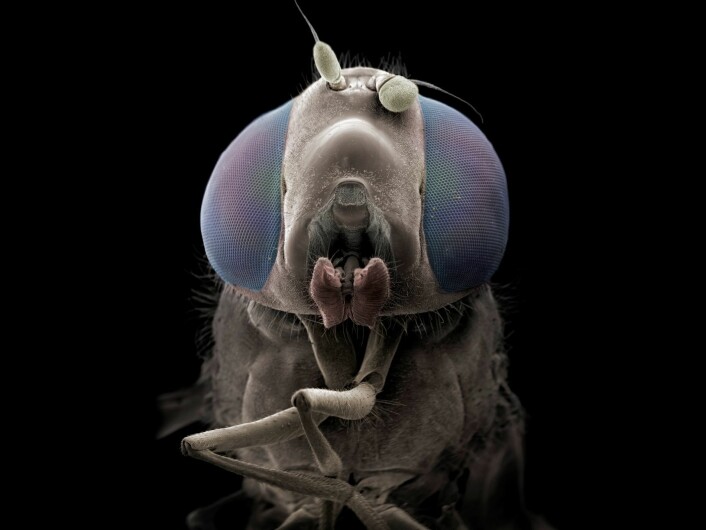 Fargelagt elektronmikroskopibilde av en blomsterflue som er forstørret 70 ganger. Munnen bruker den til å suge til seg nektar. De to korte antennene på hodet bruker den til å lukte og orientere seg. Foto: Jannicke Wiik-Nielsen, Veterinærinstituttet