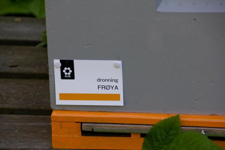 Dronning Frøya. Foto: Hans Magnus Borge