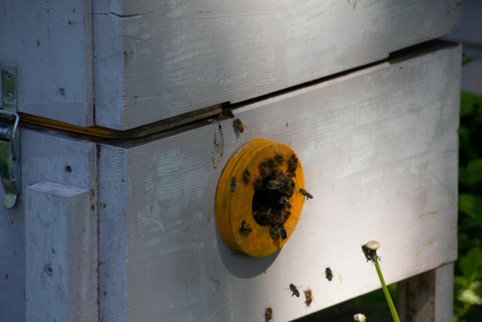 Yrende liv i bikuben nå på våren. Foto: Hans Magnus Borge