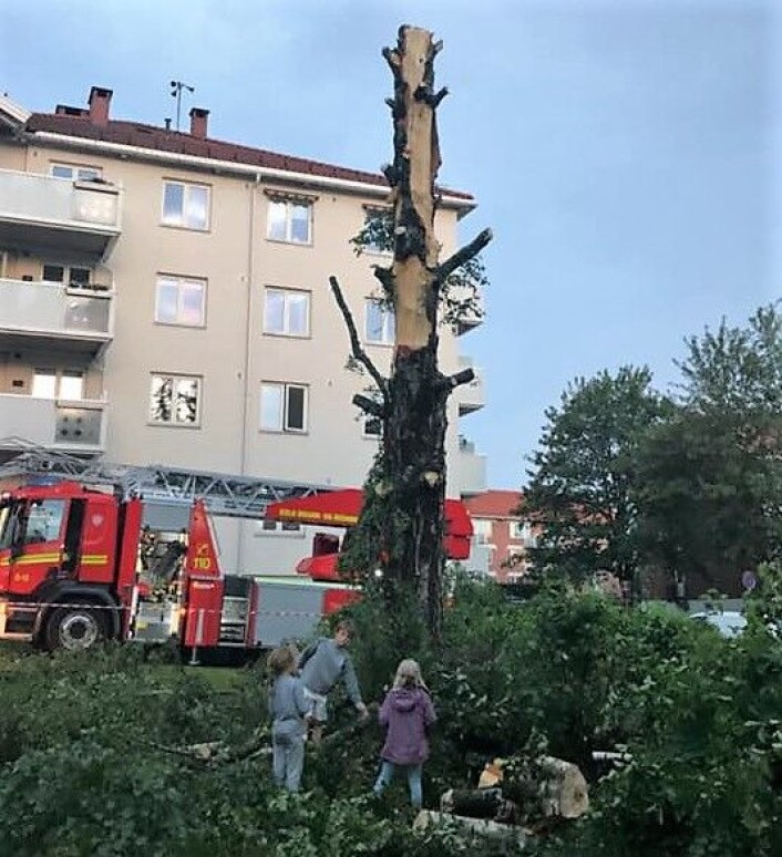 Treet fikk så store skader at brannvesenet fant det tryggest å hogge det ned. Foto: Henriette Sæbø Treet fikk så store skader at brannvesenet fant det tryggest å hogge det ned. Foto: Henriette Sæbø