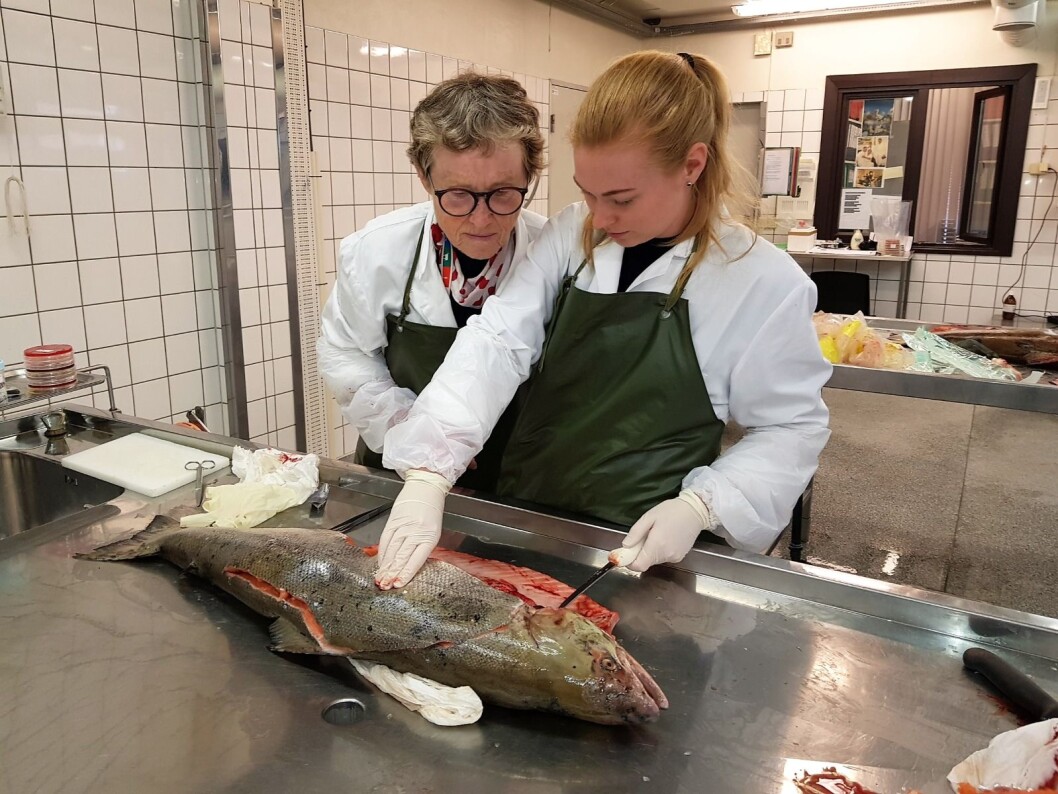 Fiskehelseansvarlig Brit Tørud og veterinær Karoline Overn Sveinsson obduserer død laks fra Enningdalselva på laboratoriet på Vetrinærinstituttet i Oslo. Foto: Veterinærinstituttet/Erik Sterud Fiskehelseansvarlig Brit Tørud og veterinær Karoline Overn Sveinsson obduserer død laks fra Enningdalselva på laboratoriet på Vetrinærinstituttet i Oslo. Foto: Veterinærinstituttet/Erik Sterud