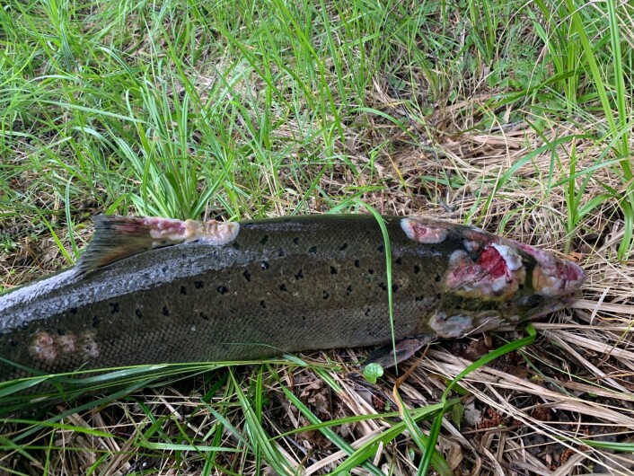 Trond Lindvik fikk denne fine 7-kilos laksen i Enningdalselva i Østfold. Laksen ble levert til veterinærmyndighetene, som er redd sykdommen vil spre seg til alle elvene. Foto: Trond Lindvik Trond Lindvik fikk denne fine 7-kilos laksen i Enningdalselva i Østfold. Laksen ble levert til veterinærmyndighetene, som er redd sykdommen vil spre seg til alle elvene. Foto: Trond Lindvik