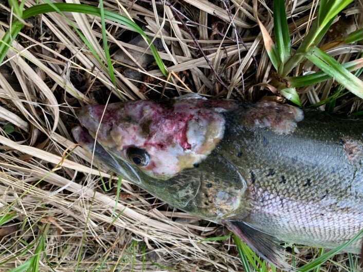 Denne laksen ble tatt i Enningdalselva i Østfold. Nå er laks med lignende symptomer fanget i mange elver på Sørlandet og i Sandvikselva i Bærum. Foto: Trond Lindvik Denne laksen ble tatt i Enningdalselva i Østfold. Nå er laks med lignende symptomer fanget i mange elver på Sørlandet og i Sandvikselva i Bærum. Foto: Trond Lindvik