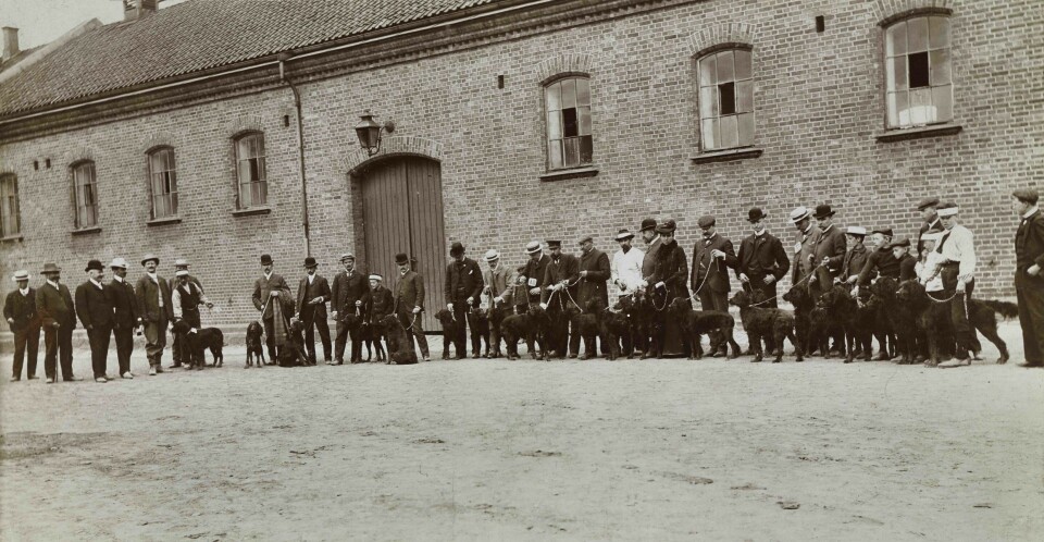 Hundeutstilling på Kontraskjæret, ca. 1910. Foto: Thorkel Thorkelsen / Oslo Museum