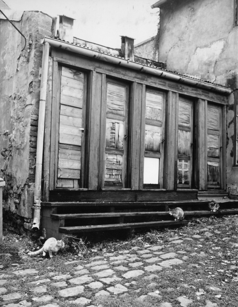 Lenge har katter gått fritt i byen, mens det de siste årene er blitt mer vanlig med «innekatter». Her er bakgårdskatter i Kongsberggata 16 på Bjølsen, 1974. Foto: Harald Waagard / Oslo Museum