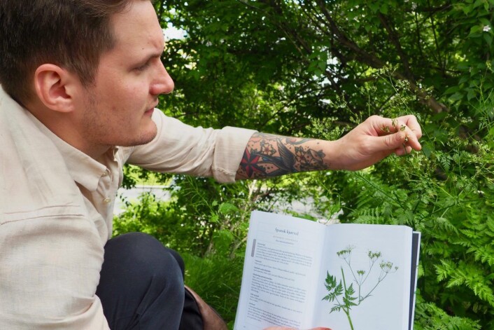 Noen arter er greie å ta en ekstra god titt på. Her viser Jørgen Ravneberg frem en av skjermplantefamiliens medlemmer. Foto: Emilie Pascale Noen arter er greie å ta en ekstra god titt på. Her viser Jørgen Ravneberg frem en av skjermplantefamiliens medlemmer. Foto: Emilie Pascale