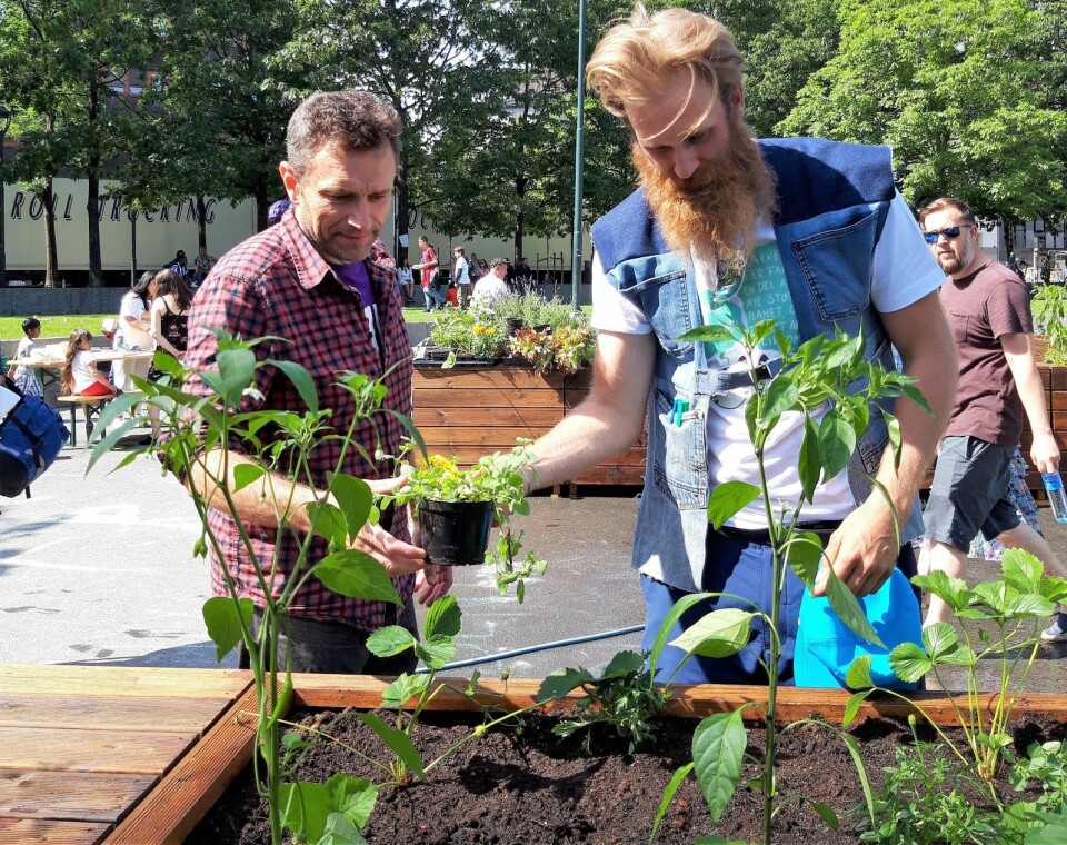 Byråd for miljø og samferdsel, Arild Hermstad (MDG) får hjelp til å plante oregano av Mathias Storm Michelsen. Foto: Stina Maria Lindholm