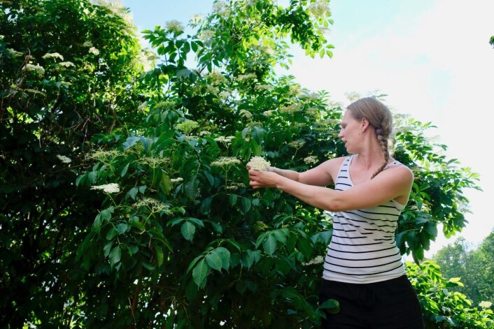 De beste blomstene er ikke utenfor rekkevidde dersom man tar med seg en stige. Finner man seg en stor nok busk, kan det være nok til flere liter med saft. Foto: Emilie Pascale De beste blomstene er ikke utenfor rekkevidde dersom man tar med seg en stige. Finner man seg en stor nok busk, kan det være nok til flere liter med saft. Foto: Emilie Pascale