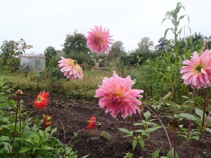Skolehagen på Geitmyra er et av byens mest frodige steder. Foto: Anders Høilund Skolehagen på Geitmyra er et av byens mest frodige steder. Foto: Anders Høilund