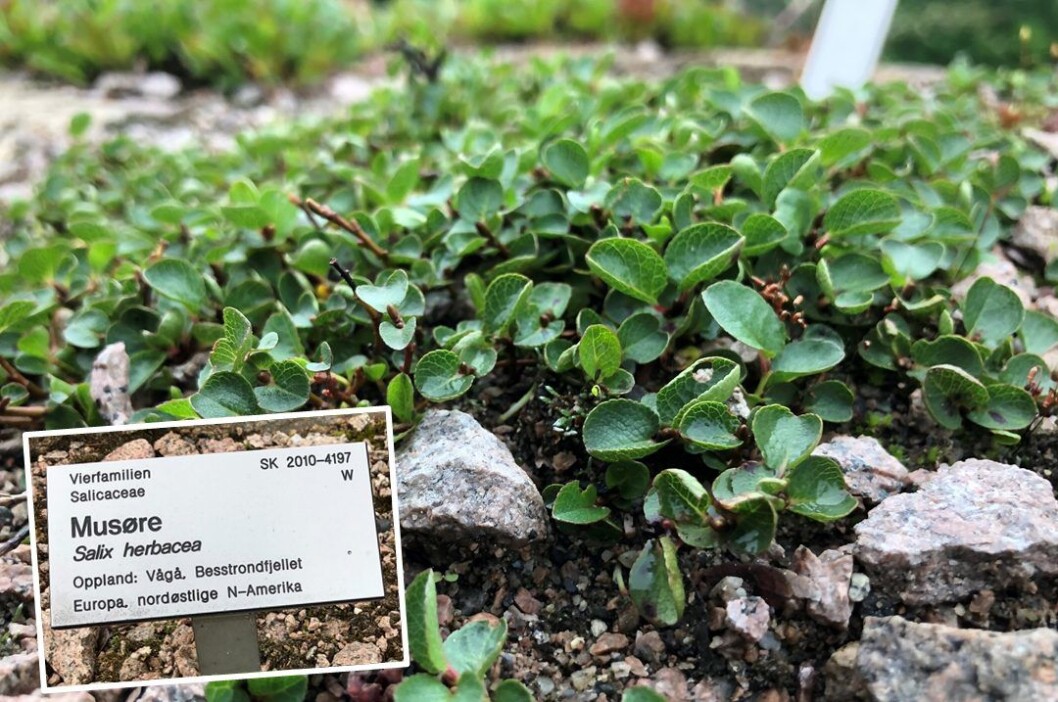 Musøre-treet i Botanisk hage i Oslo stammer fra Bosstrondfjellet i Vågå i Oppland. Foto: Eivind Torgersen / UiO Musøre-treet i Botanisk hage i Oslo stammer fra Bosstrondfjellet i Vågå i Oppland. Foto: Eivind Torgersen / UiO