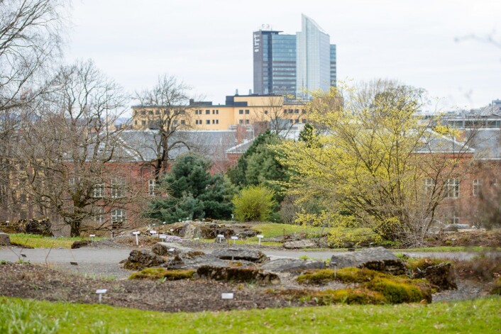 Vårbilde fra fjellhagen i Botanisk hage. Våren hadde såvidt meldt sin ankomst på Tøyen da dette bildet ble tatt. Foto: Audun Braastad / NTB scanpix Vårbilde fra fjellhagen i Botanisk hage. Våren hadde såvidt meldt sin ankomst på Tøyen da dette bildet ble tatt. Foto: Audun Braastad / NTB scanpix