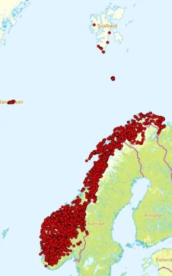 Observasjoner av musøre i Norge. Illustrasjon: Artsdatabanken Observasjoner av musøre i Norge. Illustrasjon: Artsdatabanken