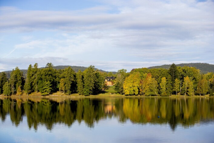 Langs Bogstadvannet og innover Sørkedalen er mange trær i fare for å bli utryddet av plantesykdommen Phytophtora. Foto: Vegard Wivestad Grøtt / NTB scanpix Langs Bogstadvannet og innover Sørkedalen er mange trær i fare for å bli utryddet av plantesykdommen Phytophtora. Foto: Vegard Wivestad Grøtt / NTB scanpix